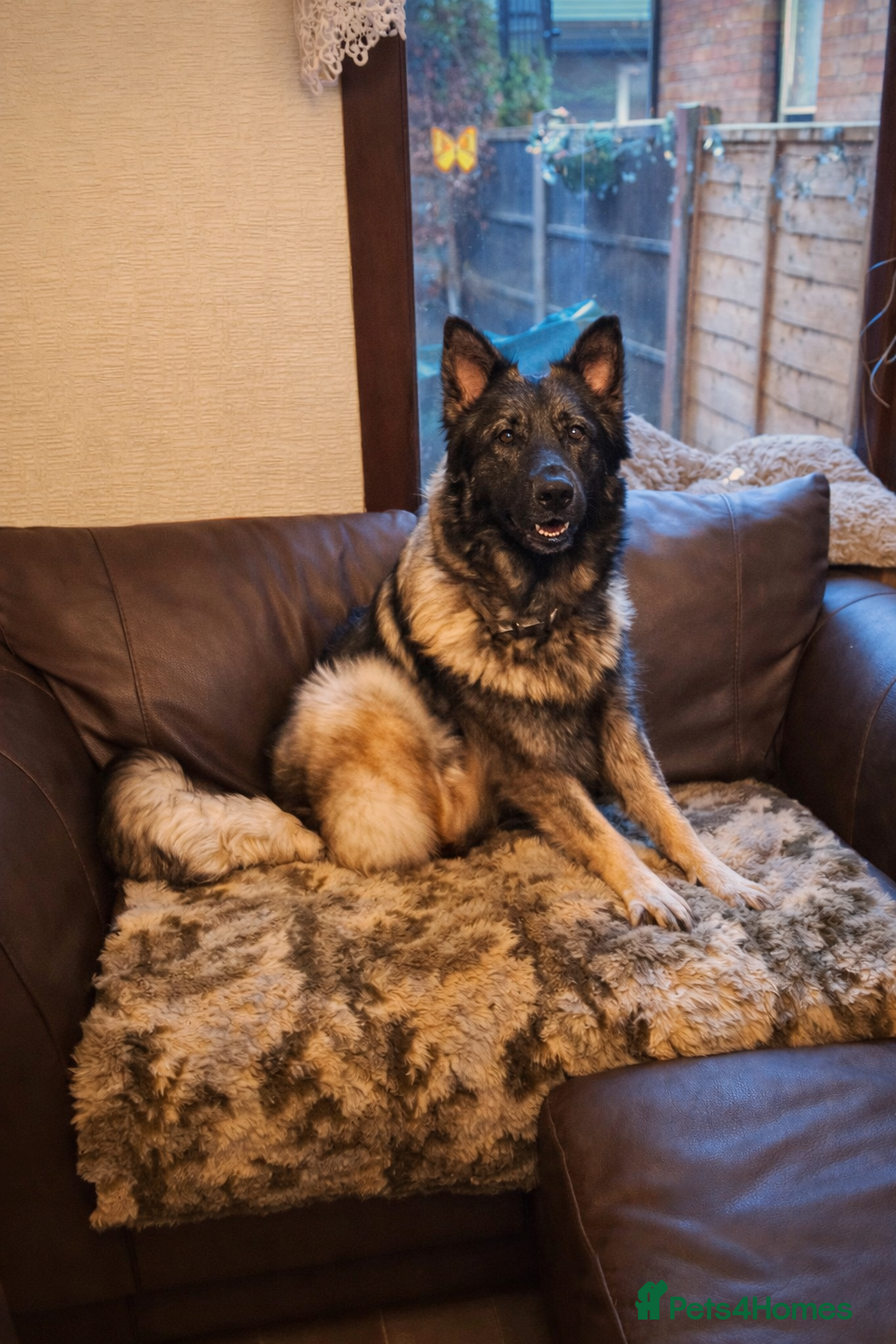 German Shepherd dogs Straight Back Long Hair GSD – Female - Advert 7