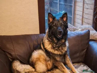 German Shepherd dogs Straight Back Long Hair GSD – Female - Advert 7
