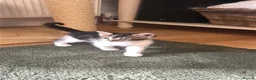 Mixed Breed cats for sale: 4 x Super Cute Male Kittens  - Advert 3