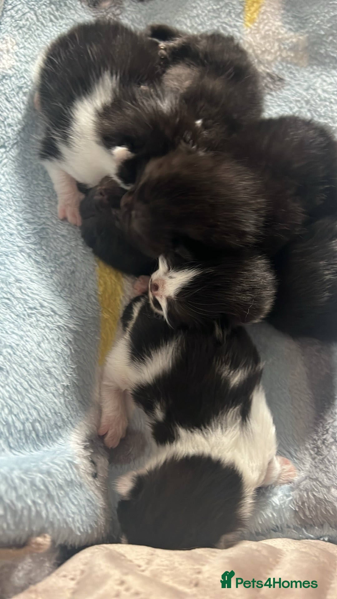 British Shorthair cats for sale: British shorthair/ tuexedo kittens  - Image 7