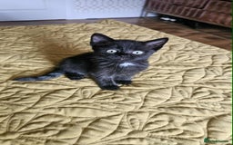 British Shorthair cats for sale: PURE BSH KITTENS READY NOW! - Image 9
