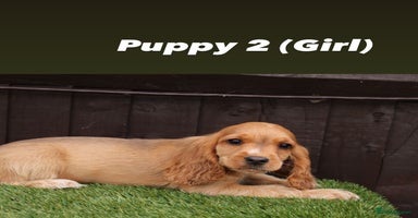 Cocker Spaniel dogs - Advert 15