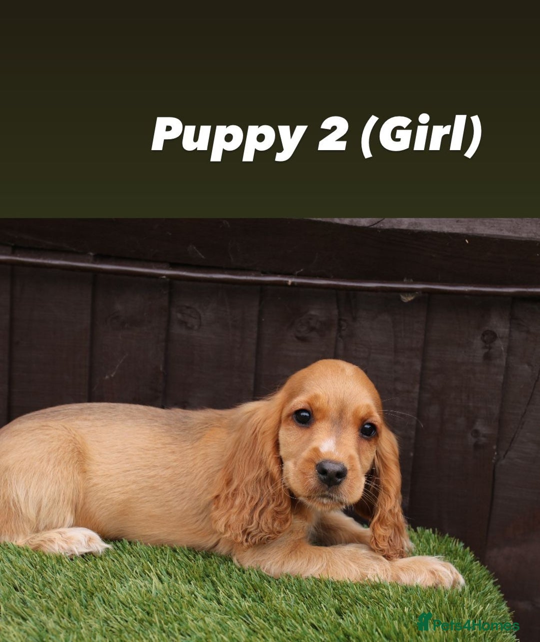 Cocker Spaniel dogs for sale: Exceptional litter of show type cocker spaniels - Image 3