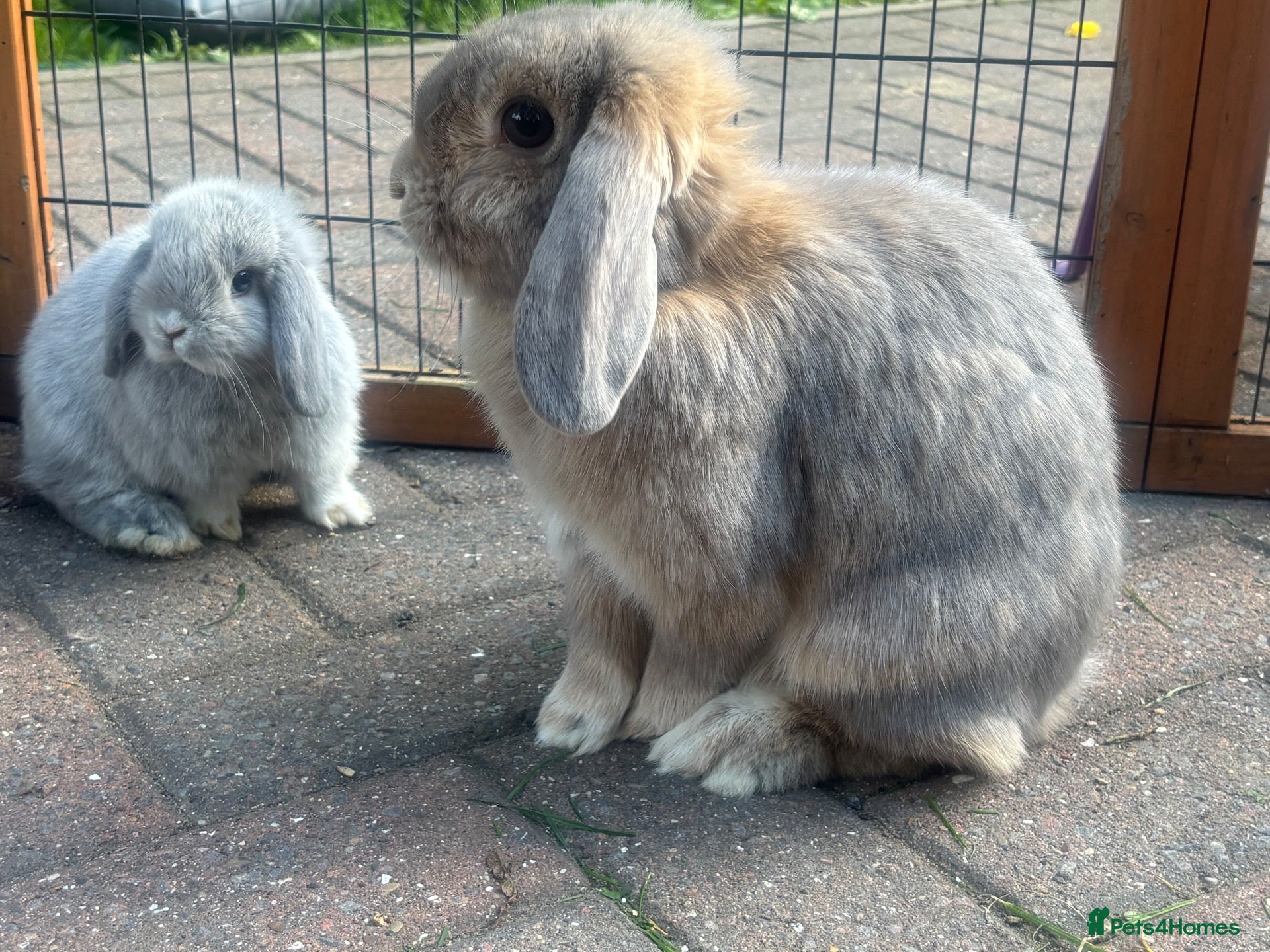Mini Lop rabbits Pure bred baby pedigreed mini lops  - Advert 2