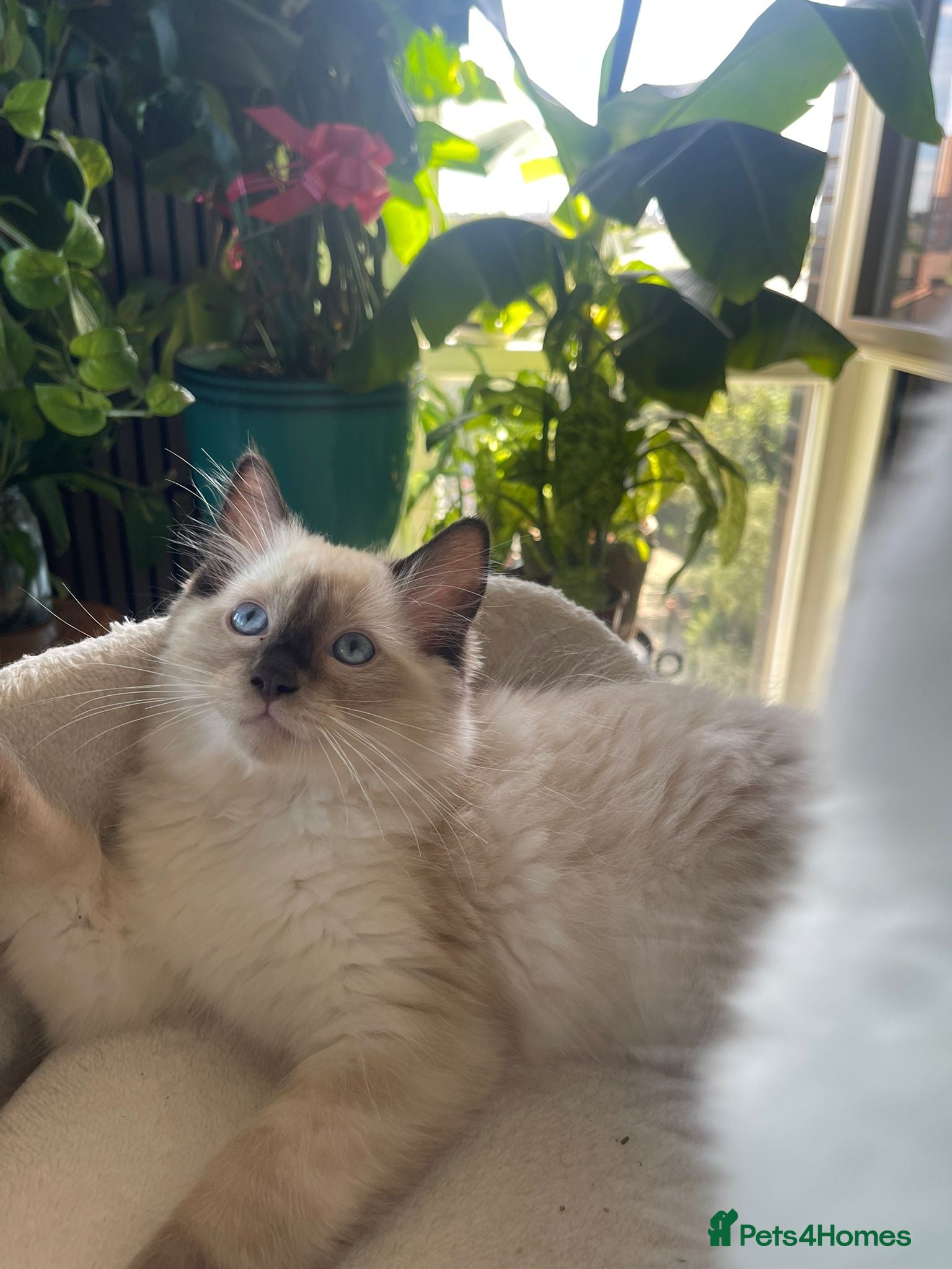 Ragdoll cats 3 cuties 💕 and 1 rare lilac kitten  - Advert 1