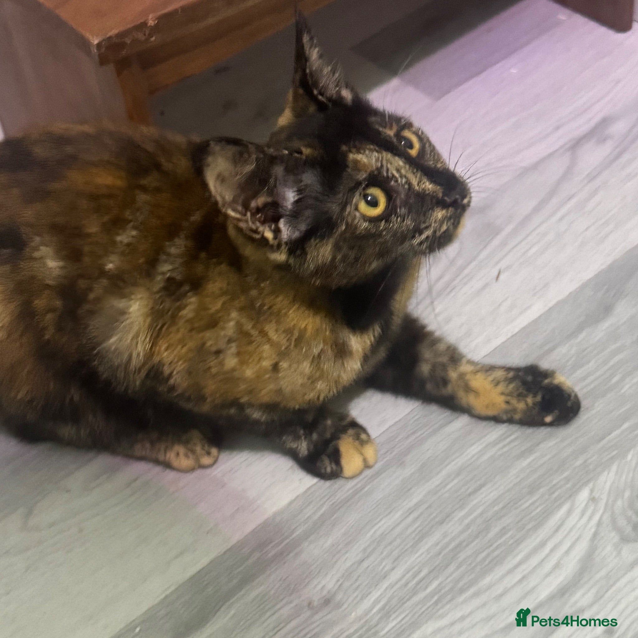 Mixed Breed cats Maine coon cross breed kitten - Advert 1