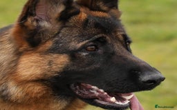 German Shepherd dogs for sale: German Shepherd puppies - Advert 1