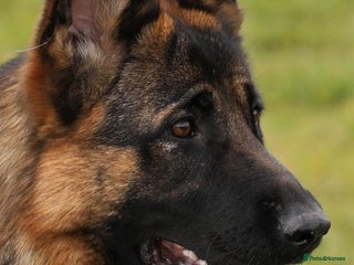 German Shepherd dogs for sale: German Shepherd puppies - Advert 1