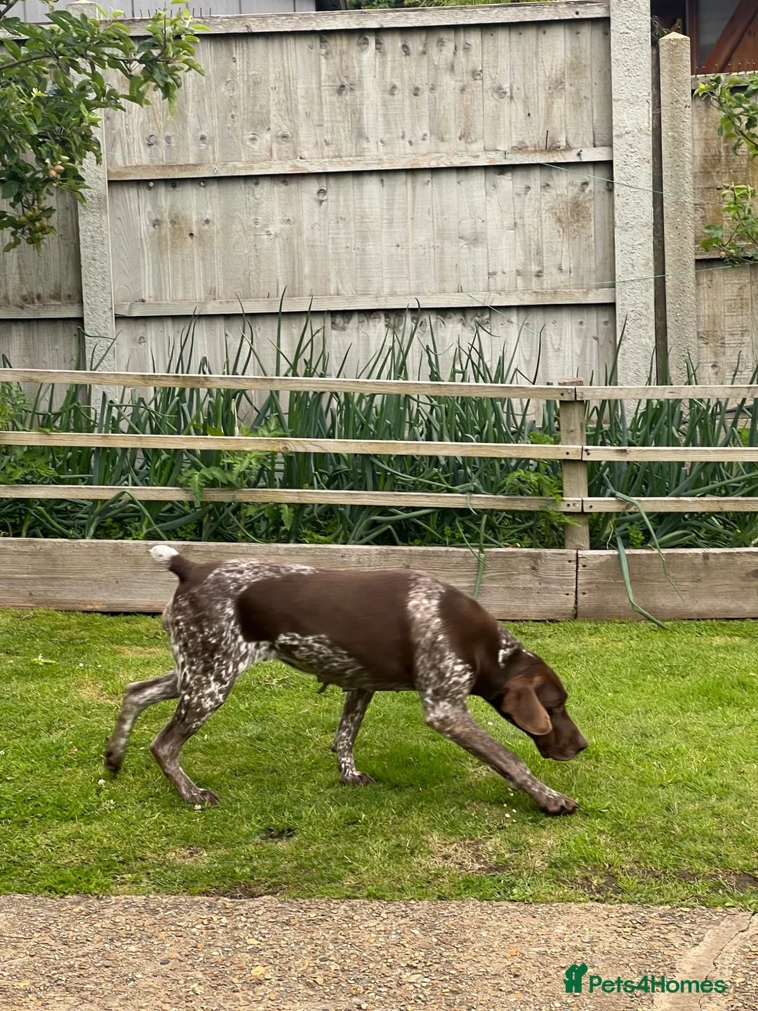 German Shorthaired Pointer dogs for sale: Beautiful KC Registered Female GSP | 5 Years Old  in Ilford - Advert 7