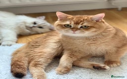 British Shorthair cats for sale: Champion lines for adoption  - Image 15