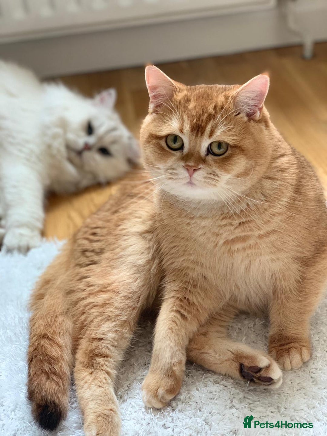 British Shorthair cats for sale: Champion lines for adoption  - Image 15