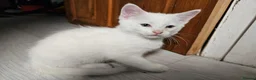 Mixed Breed cats for sale: Withe angora dad x mum toby kittens for sale in Wisbech - Advert 7