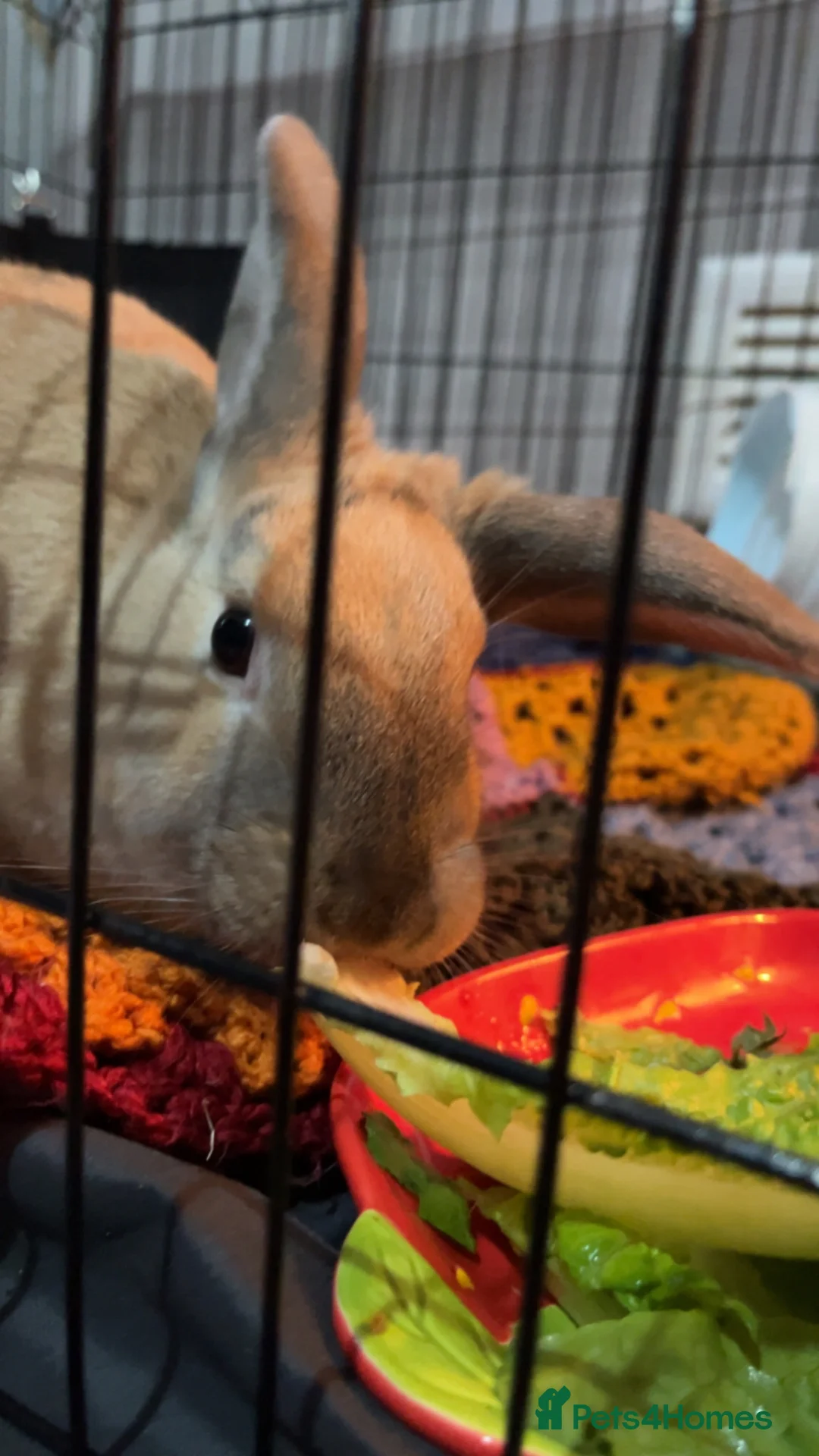 Dutch rabbits for sale: rabbit needing rehomed in Dalkeith - Advert 2