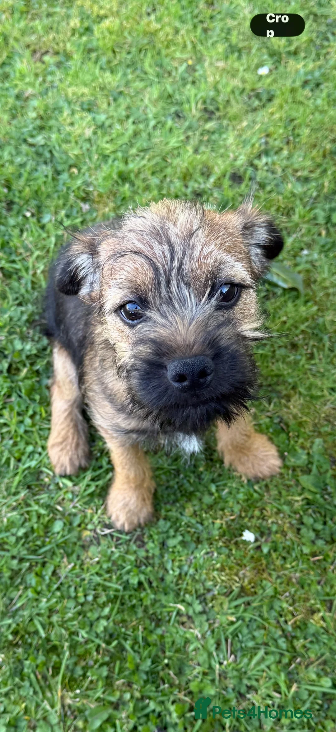 Border Terrier dogs for sale: Border terrier  in Lockerbie - Advert 2