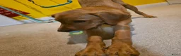 Labrador Retriever dogs for sale: Rex red fox lab in Yelverton - Advert 7