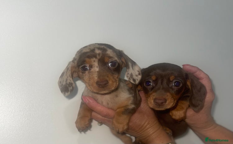 Miniature Dachshund dogs - Advert 12