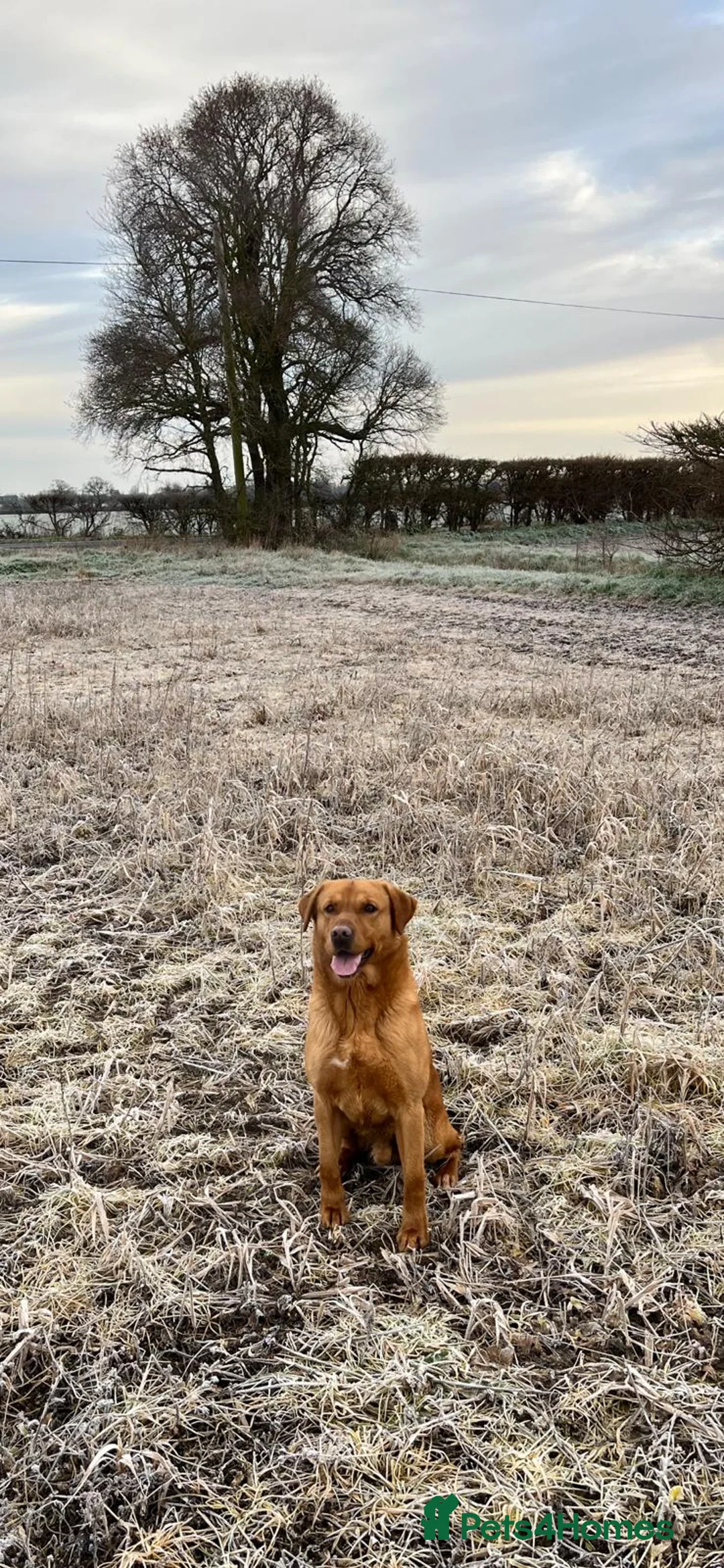 Labrador Retriever dogs for sale: KC registered Labrador Retriever puppies  in Ilford - Advert 14