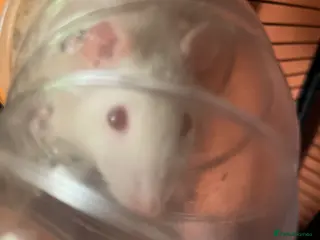 Rat rodents Single male rat with cage - Advert 5