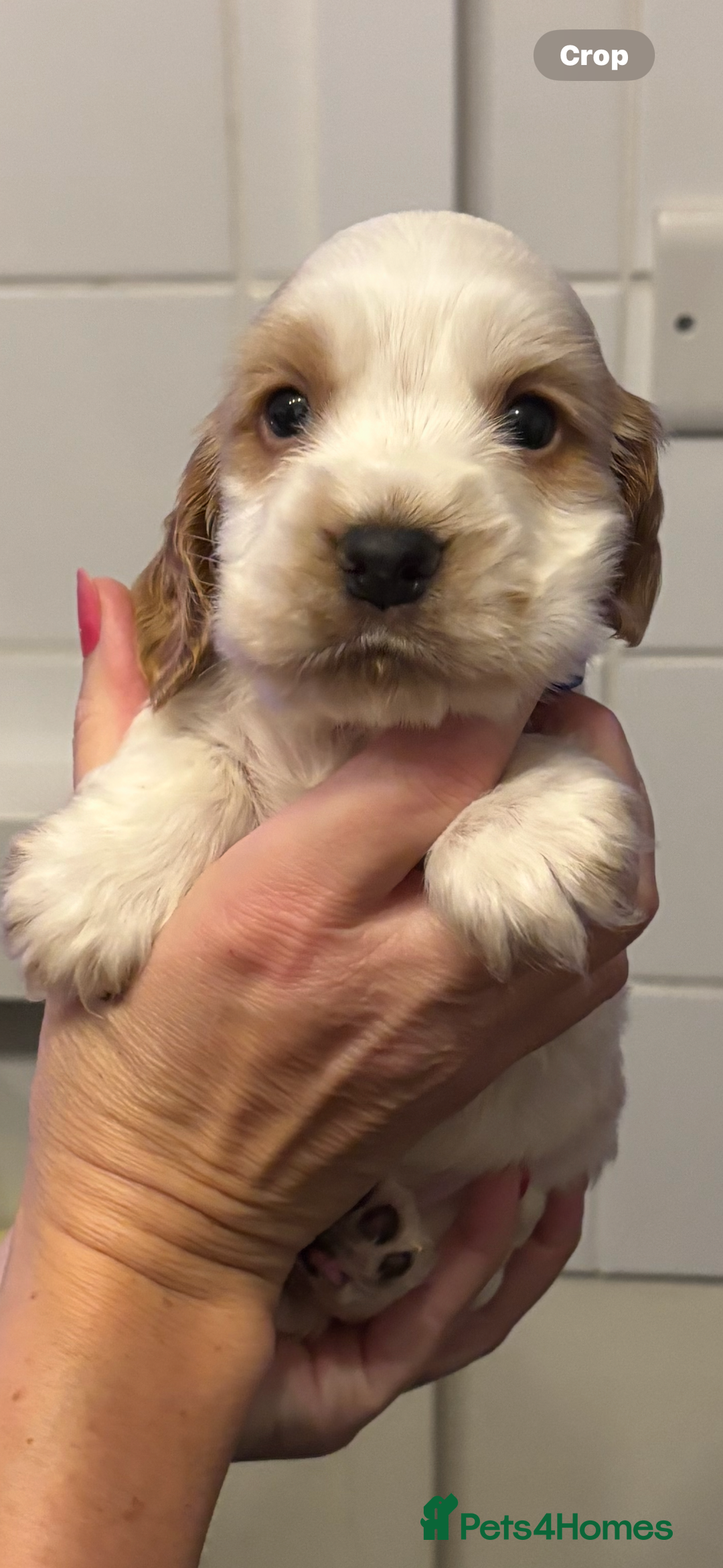 Cocker Spaniel dogs for sale: Show Cocker Spaniel Puppies  - Advert 13