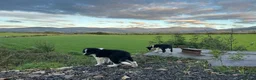 Border Collie dogs for sale: 2 border collie Pups- Ready to go now! - Advert 9