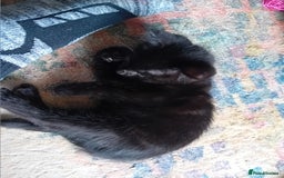 Bengal cats for sale: Bengal cross kittens  - Image 11