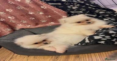 Pomeranian dogs - Advert 5