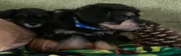 Schnoodle dogs for sale: Happy confident Schnoodle puppies  - Advert 15