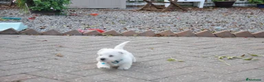 West Highland Terrier 4