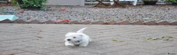 West Highland Terrier dogs for sale: West Highland terrier Puppies - Advert 5