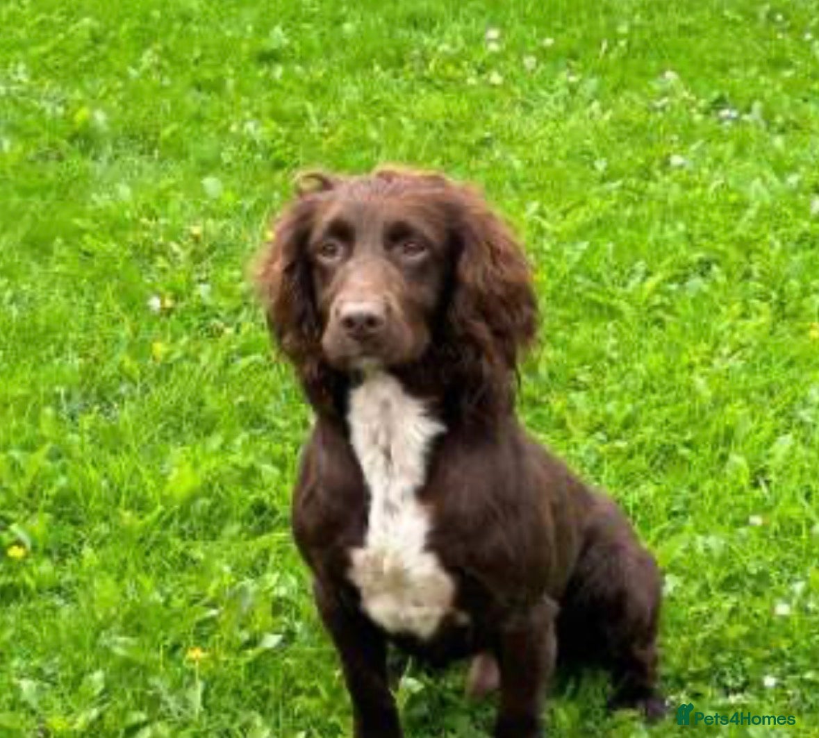 Cockapoo dogs Adorable F1 - Advert 1