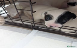 Jack Russell dogs for sale: Delightful Jack Russell Puppies  - Image 16