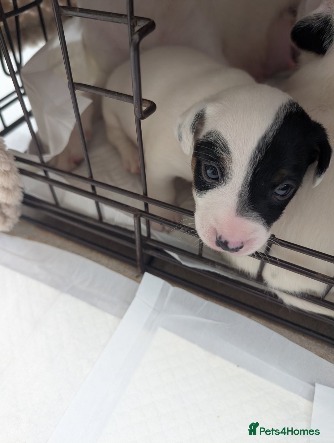 Jack Russell dogs for sale: Delightful Jack Russell Puppies  - Image 16