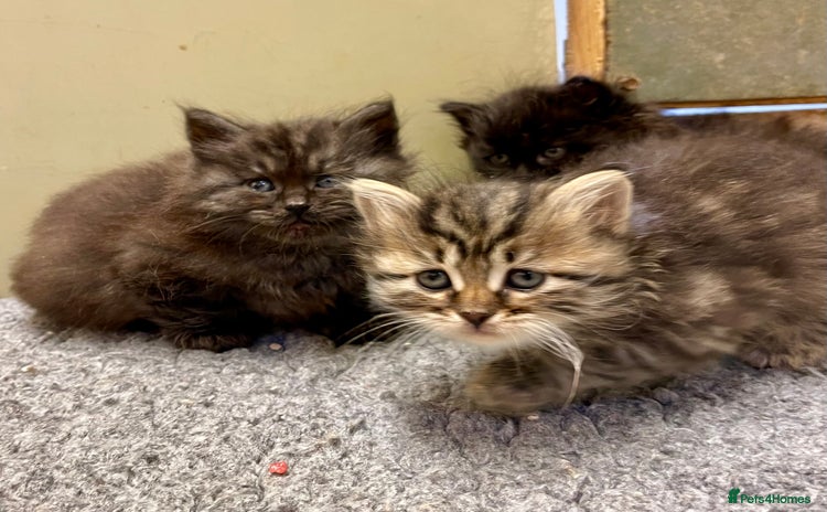 Siberian cats - Advert 6