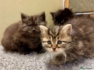 Siberian cats - Advert 5