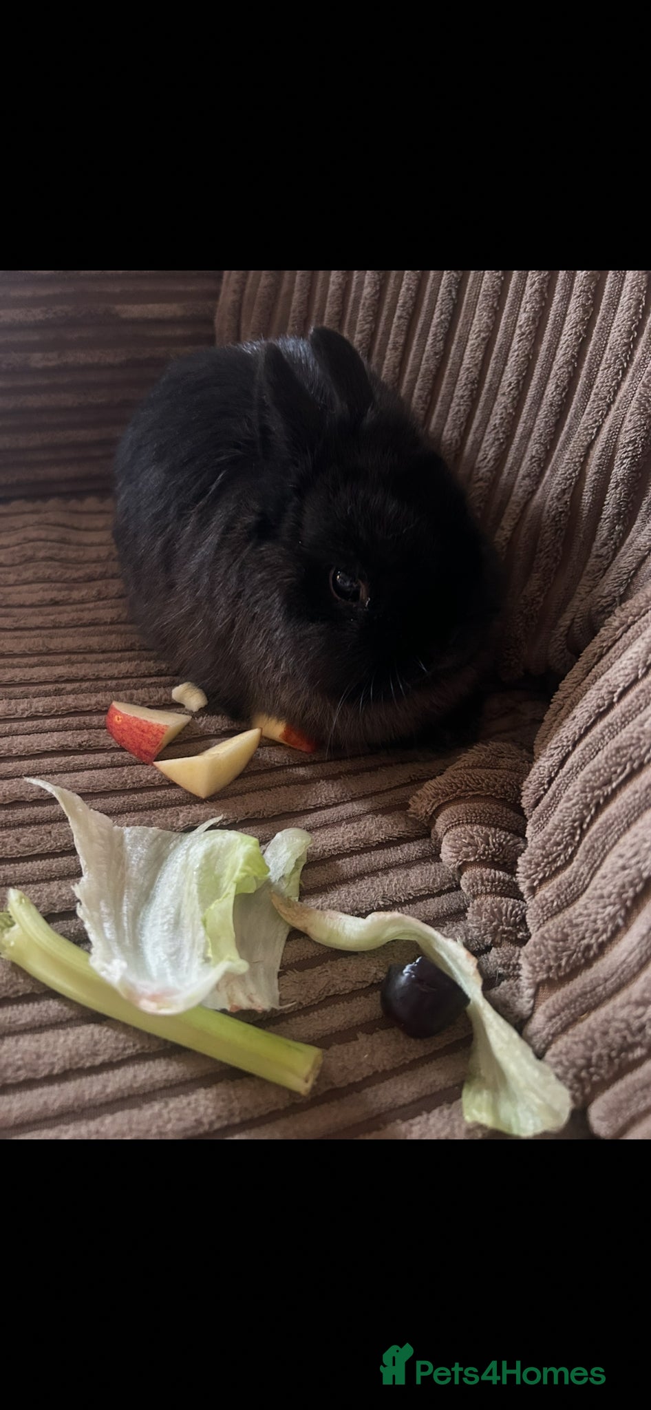 Netherland Dwarf rabbits Female netherland dwarf with hutch  - Advert 1