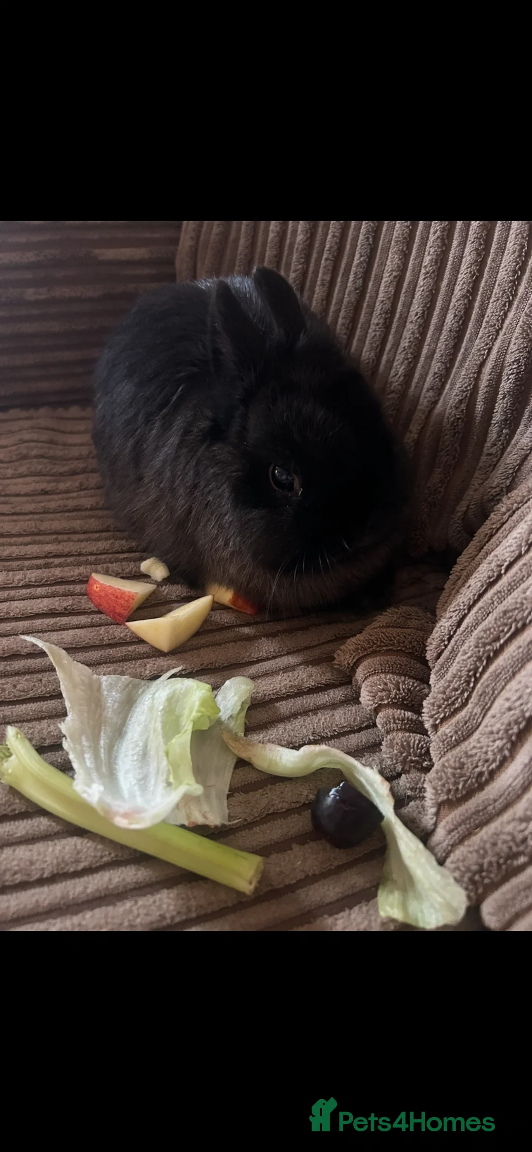 Netherland Dwarf rabbits for sale: Female netherland dwarf with hutch  - Advert 1