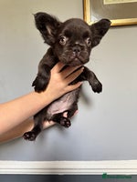 French Bulldog dogs - Advert 11