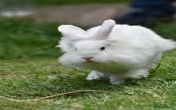 Mixed Breed rabbits for sale: 6 Month Old Lionhead x Angora Does - Image 7