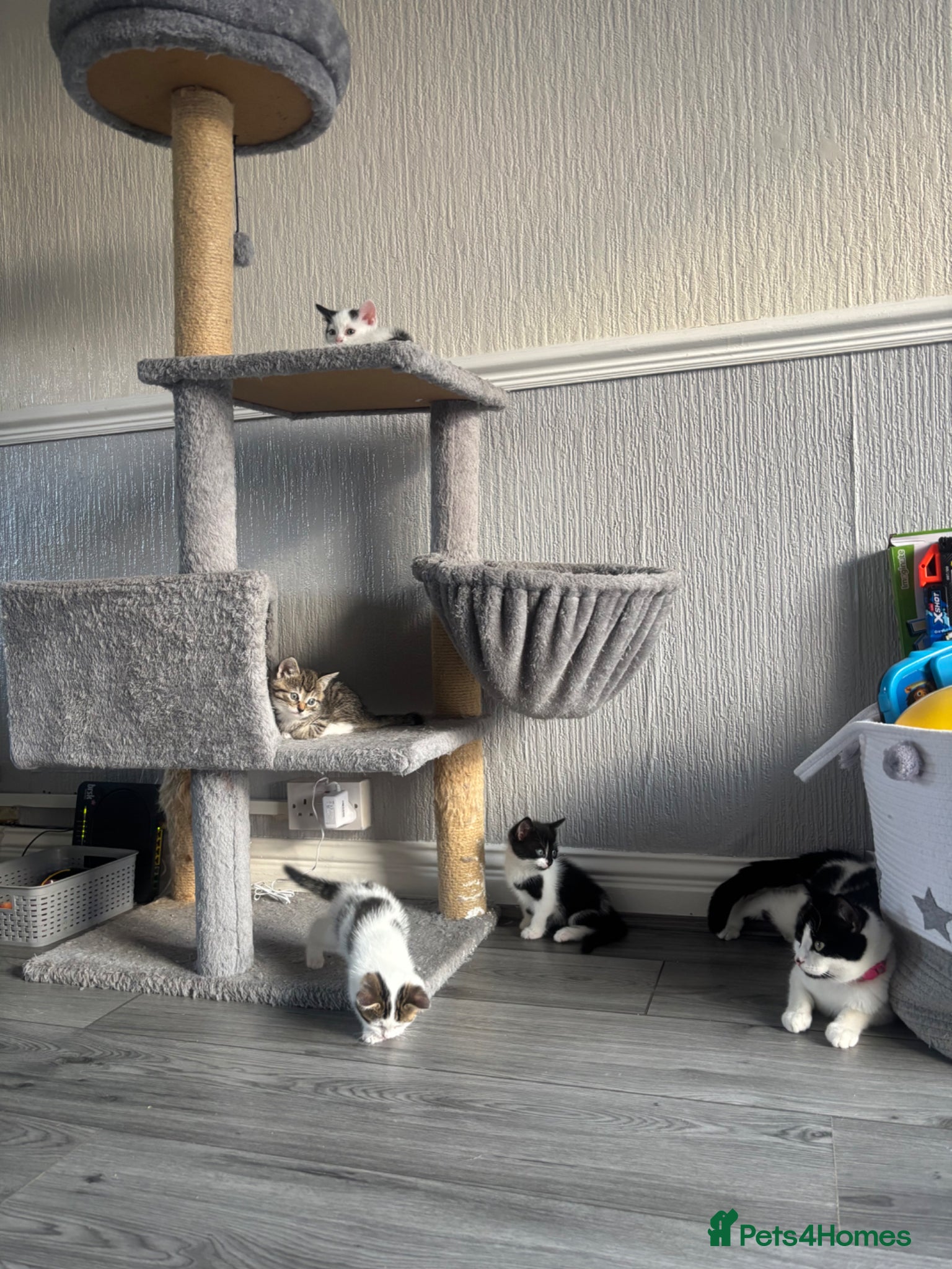 Mixed Breed cats for sale: Kittens Looking for Their Forever Homes 🐾 - Advert 6