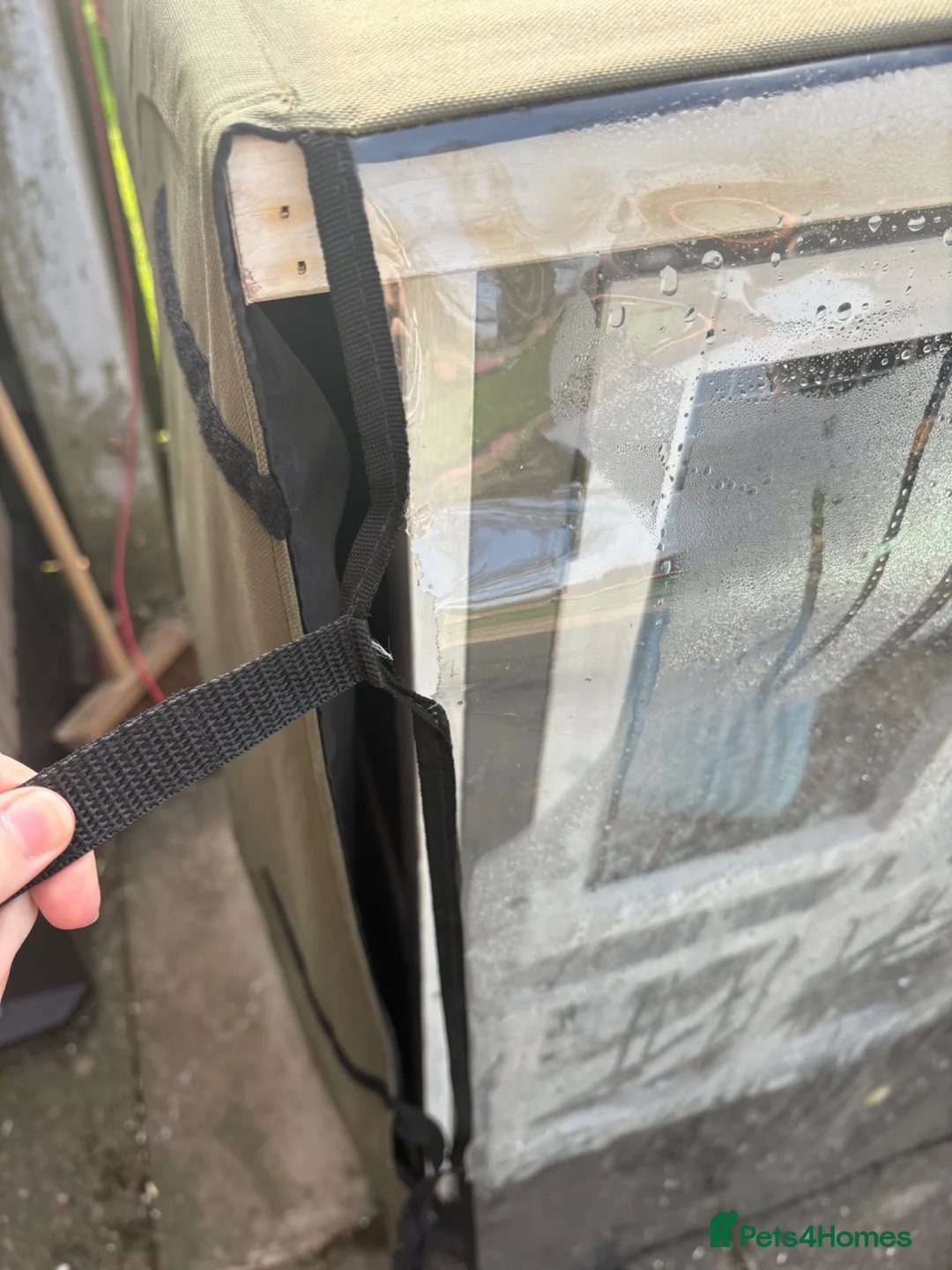 Guinea Pig rodents for sale: Guinea pigs for rehoming in Nottingham - Advert 12