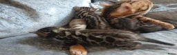 Bengal cats for sale: Pure baby Bengals 🐈😻 - Advert 14