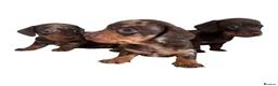 Miniature Dachshund dogs for sale: Stunning top quality mini dachshunds one boy left - Advert 6