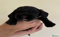 Cocker Spaniel dogs for sale: Show Type Cocker Spaniels - Image 9