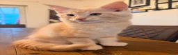 Maine Coon cats for sale: Maine coon kittens ready now, 1girl 1boy left  - Advert 16