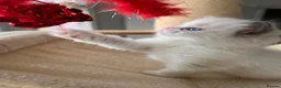Ragdoll cats for sale: Outstanding reg female bicolour ragdoll kitten  in London - Advert 6