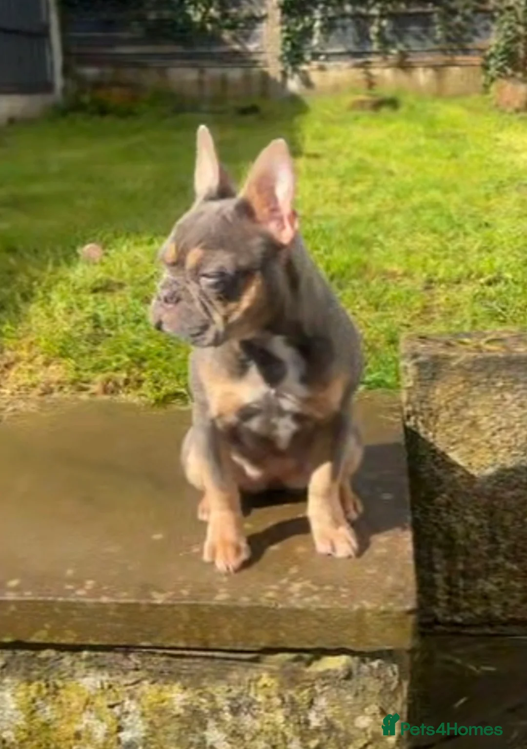 French Bulldog dogs for sale: Lilac and tan french bulldog - Advert 5