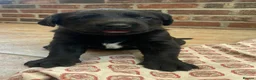 Labrador Retriever dogs for sale: 8 labrador puppies  in Sandbach - Advert 5