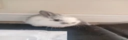 Mini Lop rabbits for sale: Adorable baby bunnies  - Advert 5