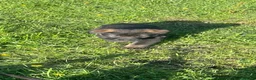 German Shepherd dogs for sale: German shepherd puppies  - Advert 4