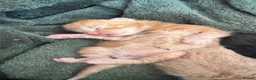 Mixed Breed cats for sale: Farm Kittens for Sale  in Ashbourne - Advert 5